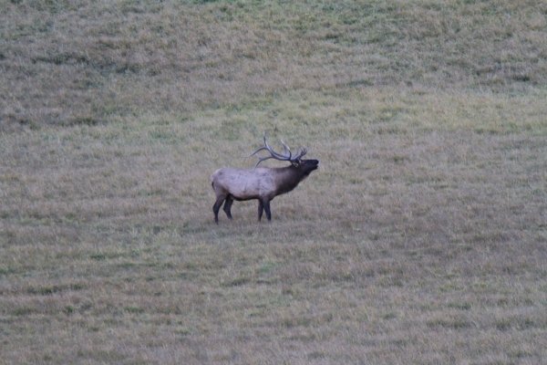 8975elk399.jpg