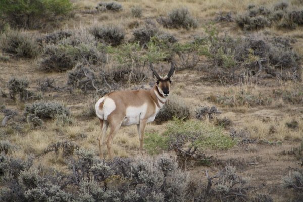 9746wyo_antelope_2011_013.jpg