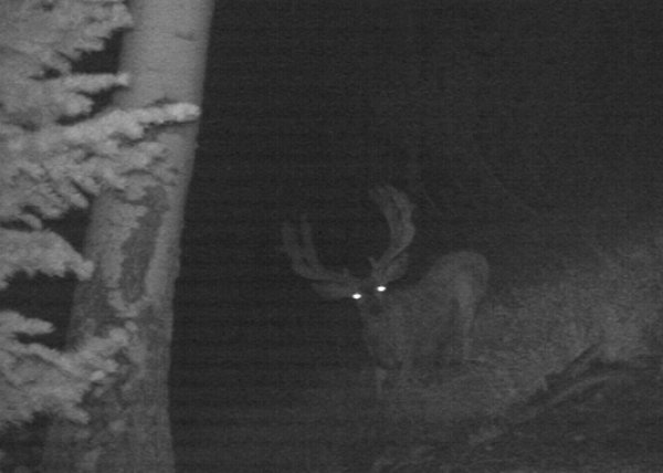 9943big_d_buck_trailcam.jpg