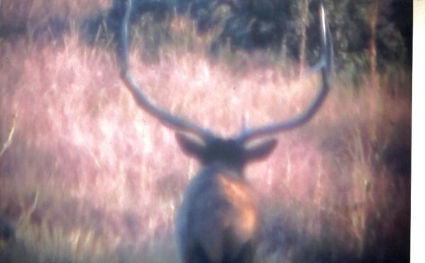 9999unit_6a_muzzleloader_elk_9-28-2012.jpg