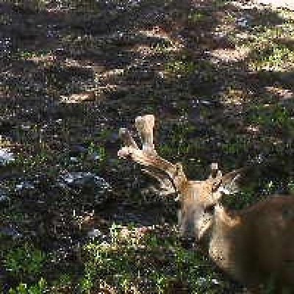 1715deer_pic.jpg