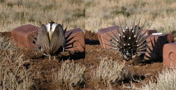 3793malesagegrouse.jpg