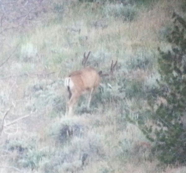 4634wy2014buck2.jpg