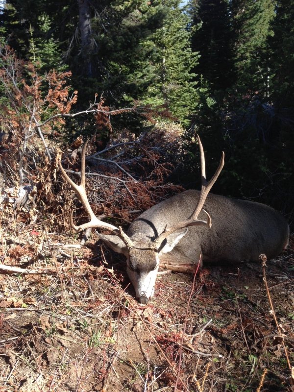 8182aaa_2014_buck.jpg