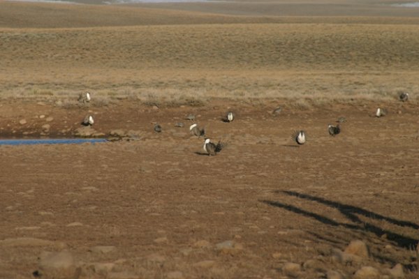 9859sagegrouse.jpg