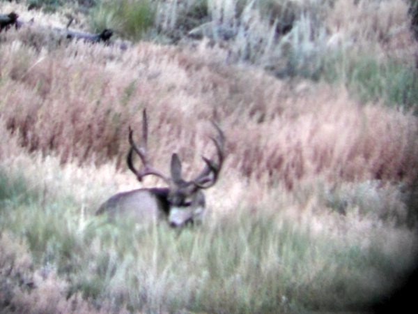 1153livebuck.jpg