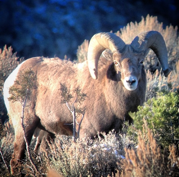 6433bighorn12.png