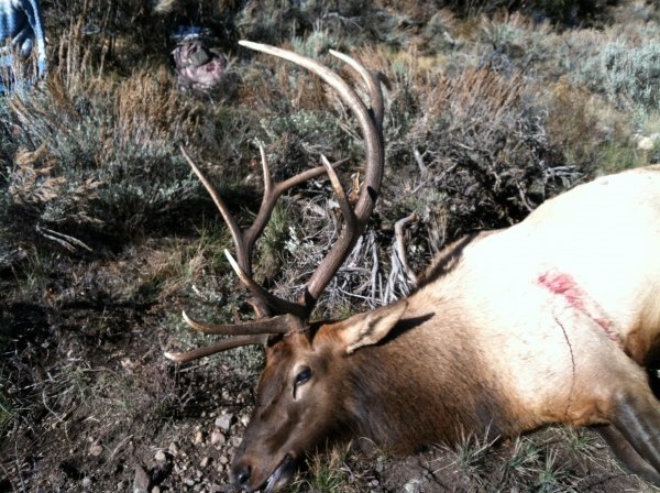 8217elk2013a.jpg