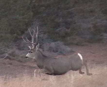 28694hidingbuck2.2.jpg