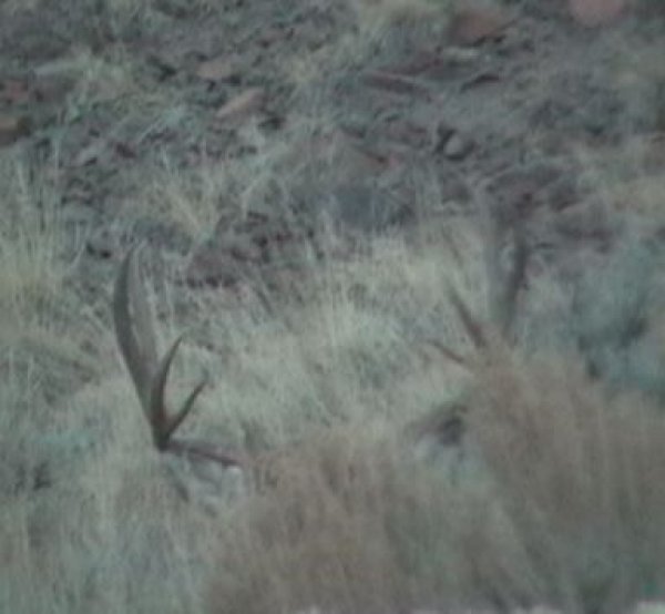 81905hidingbuck1.jpg