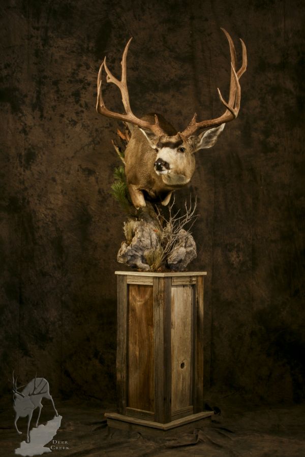 Mule deer mounts - MonsterMuleys.com