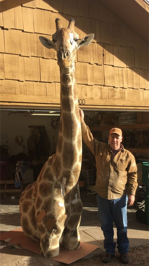 78404giraffe.jpg