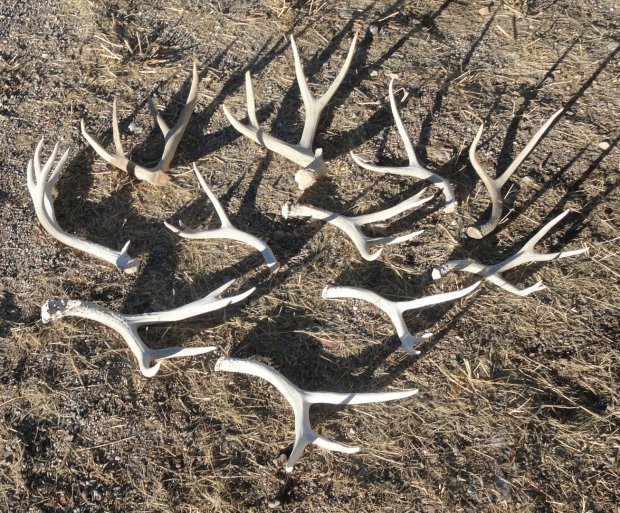 293142018antlers.jpg