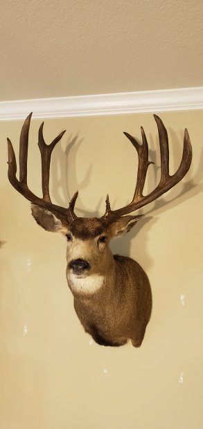 Revolution Taxidermy Supply's Mount position poster