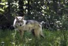 48636mexicanwolf.jpg