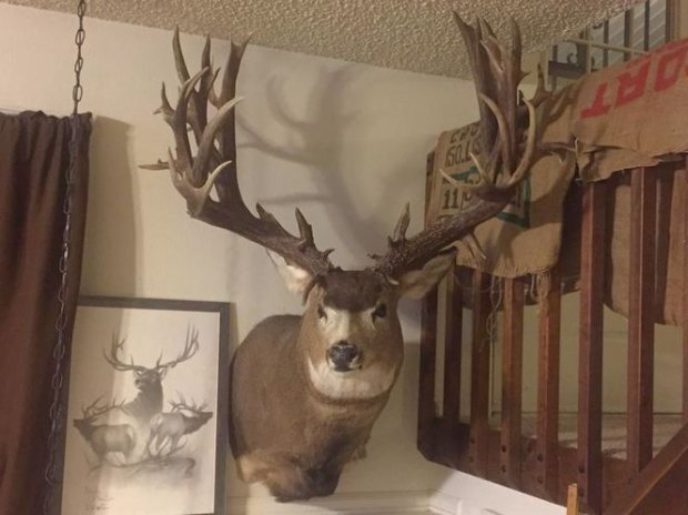 94299bigbigbuck.jpeg