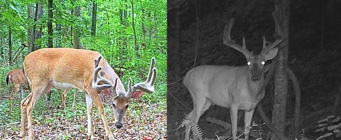 2024 Big Buck Comparison.JPG