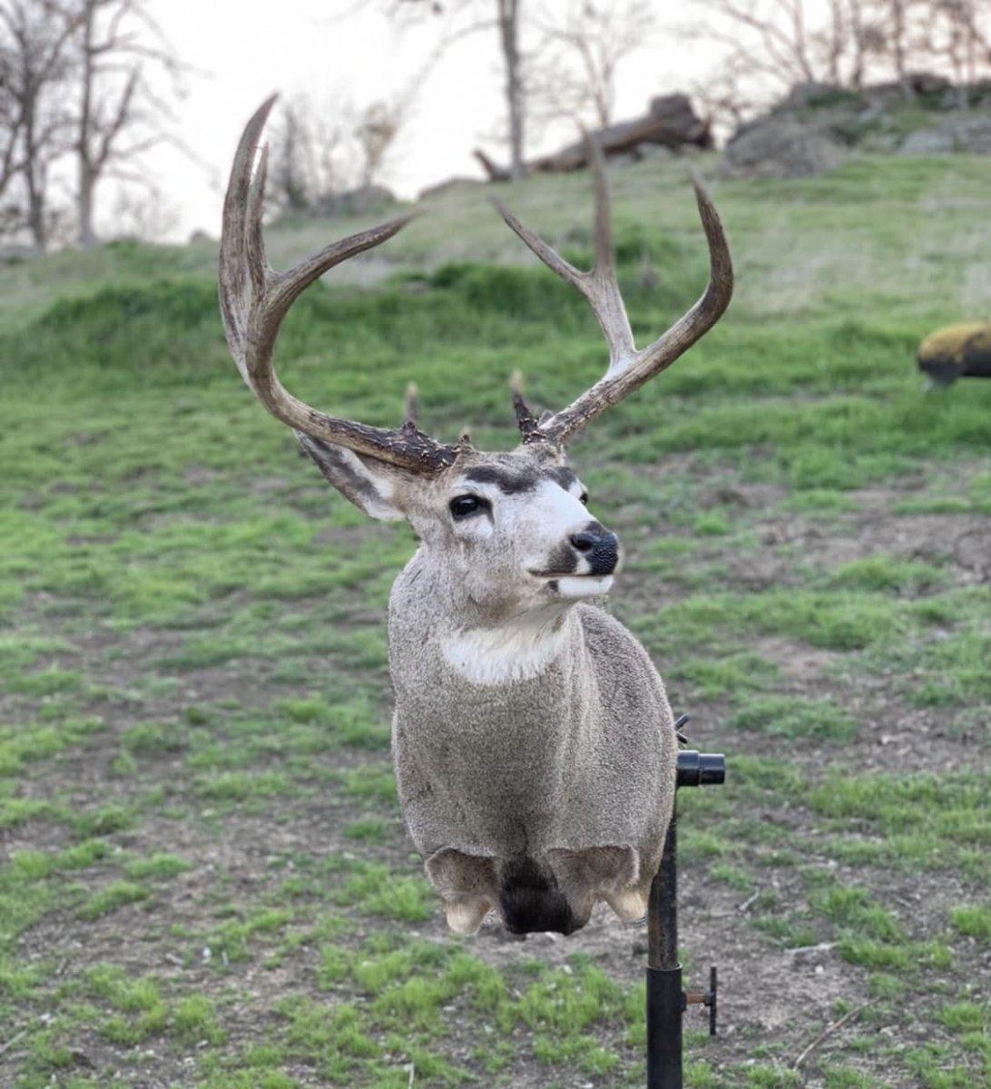 Like Nature - Taxidermy Tools