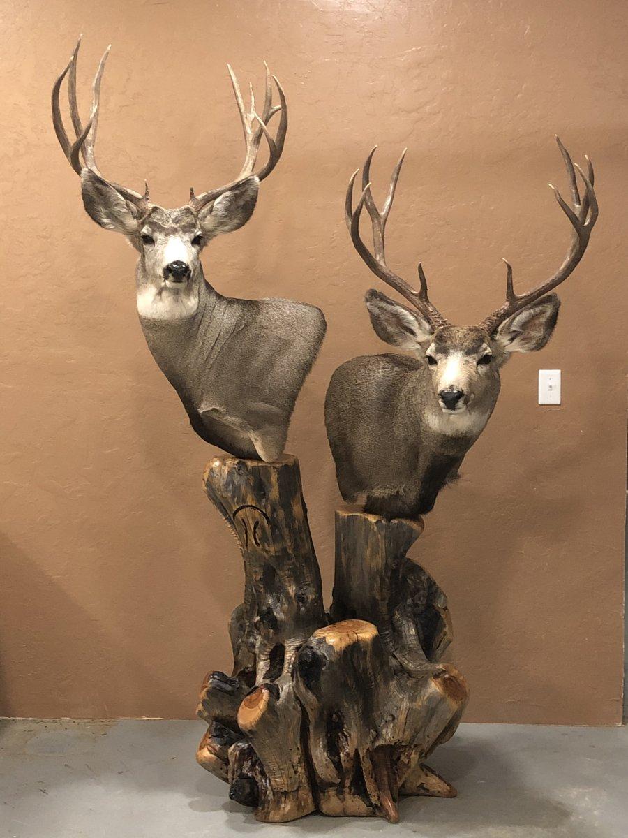 mule deer mounts