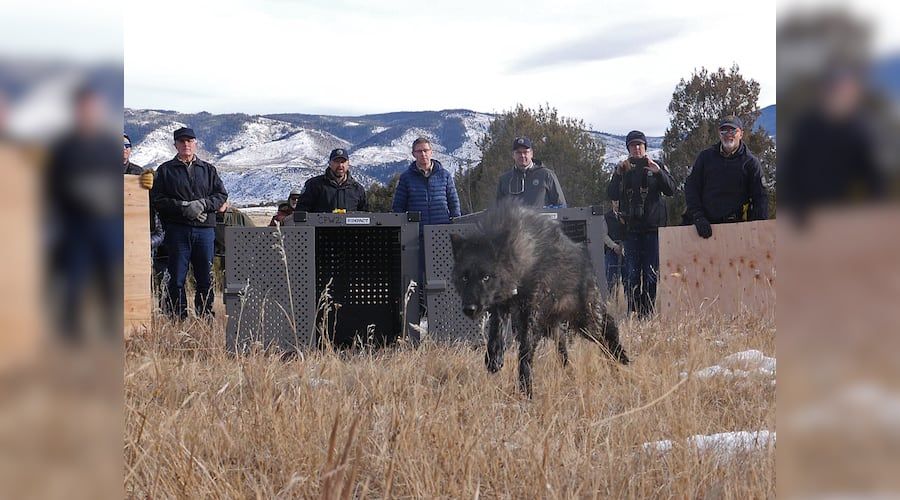 (Colorado Parks and Wildlife) The state of Colorado's Parks and Wildlife agency released five gray wolves onto public land in Grand County, Colorado in December 2023. Pictured is wolf 2302-OR, a juvenile female. Anti-wolf advocates are concerned that Colorado's wolves could enter Utah.