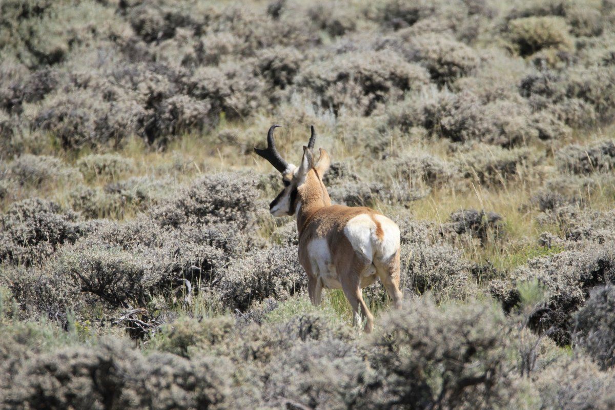 Antelope1.jpg