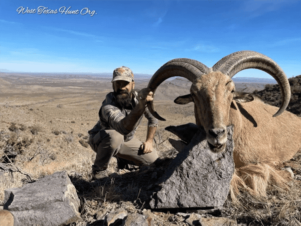 aoudad-hunts-3-png.png