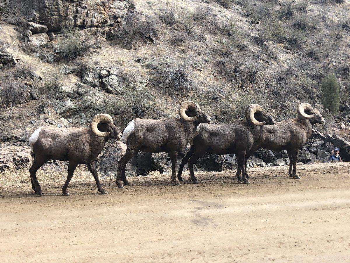 Big horn sheep.jpg