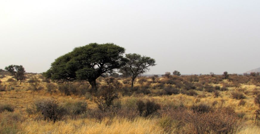 camel thorn tree reduced.JPG