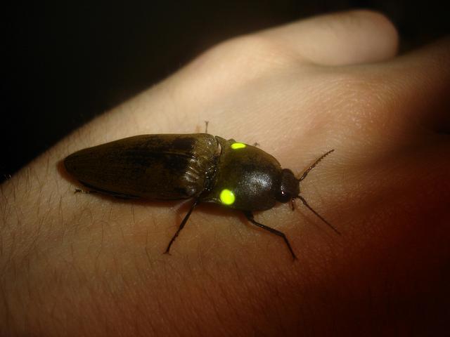 click-beetle-glow.jpg