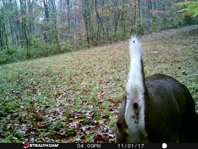 Deer Butt .JPG