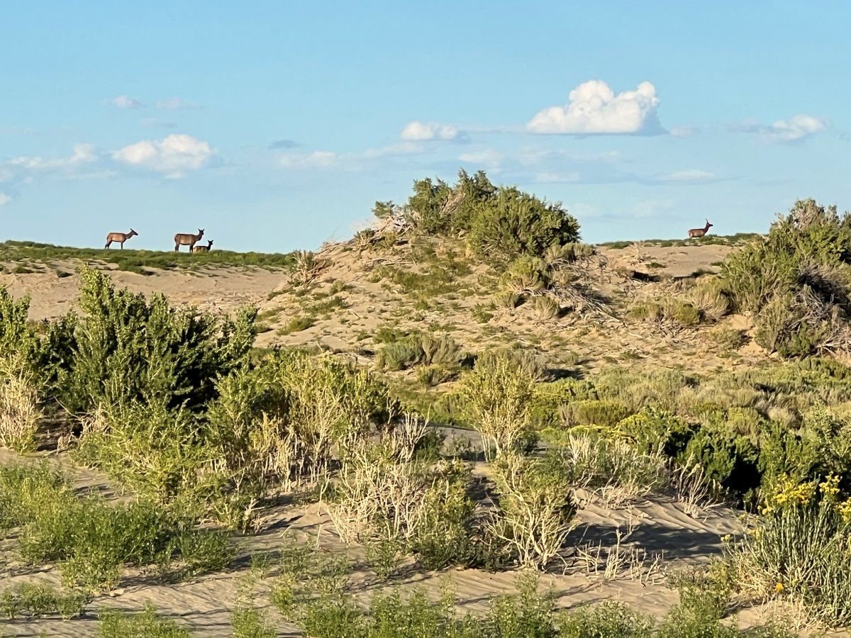 elk in dunes.jpg