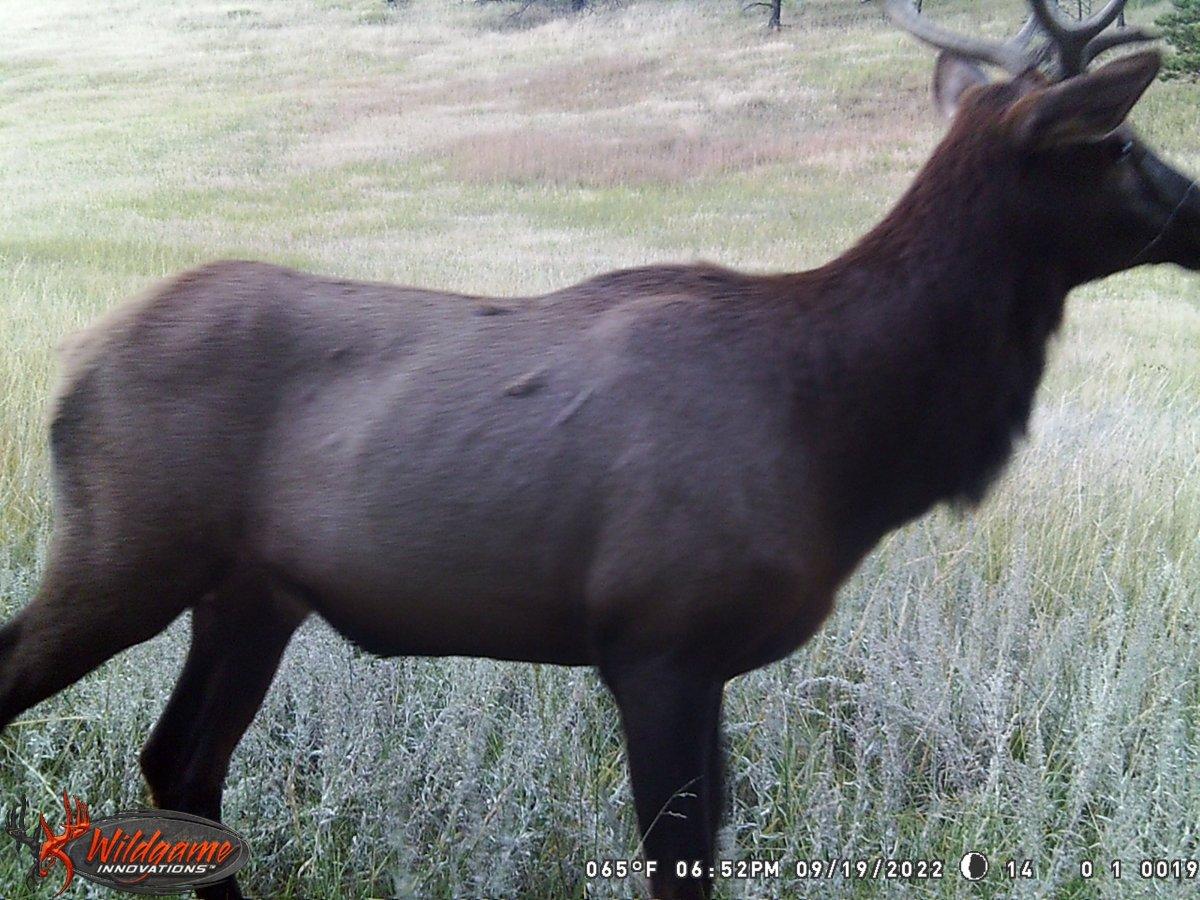 elk4.JPG