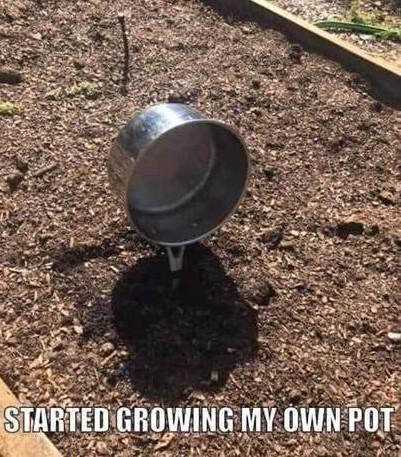 growpot.jpg