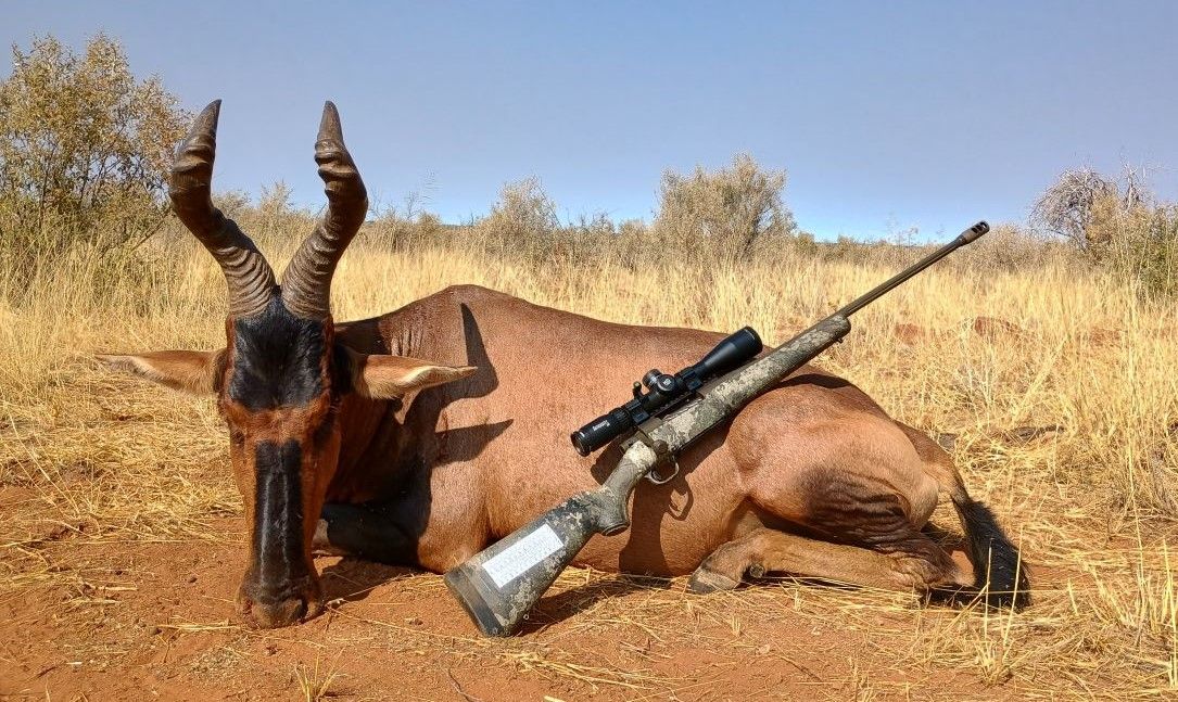 hartebeest reduced.jpg