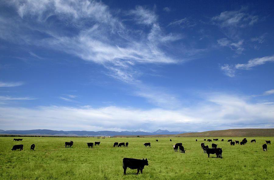 lack-angus-cows-grazing-in-pasture-timothy-hearsum.jpg