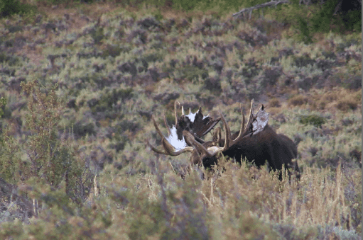 moose1 (1).PNG