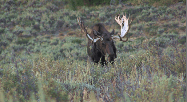 moose2 (1).PNG