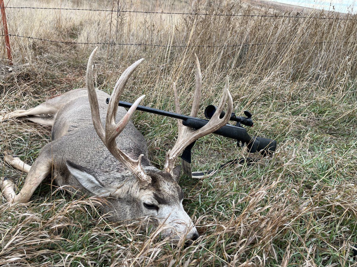 Nebraska Mulie.JPG