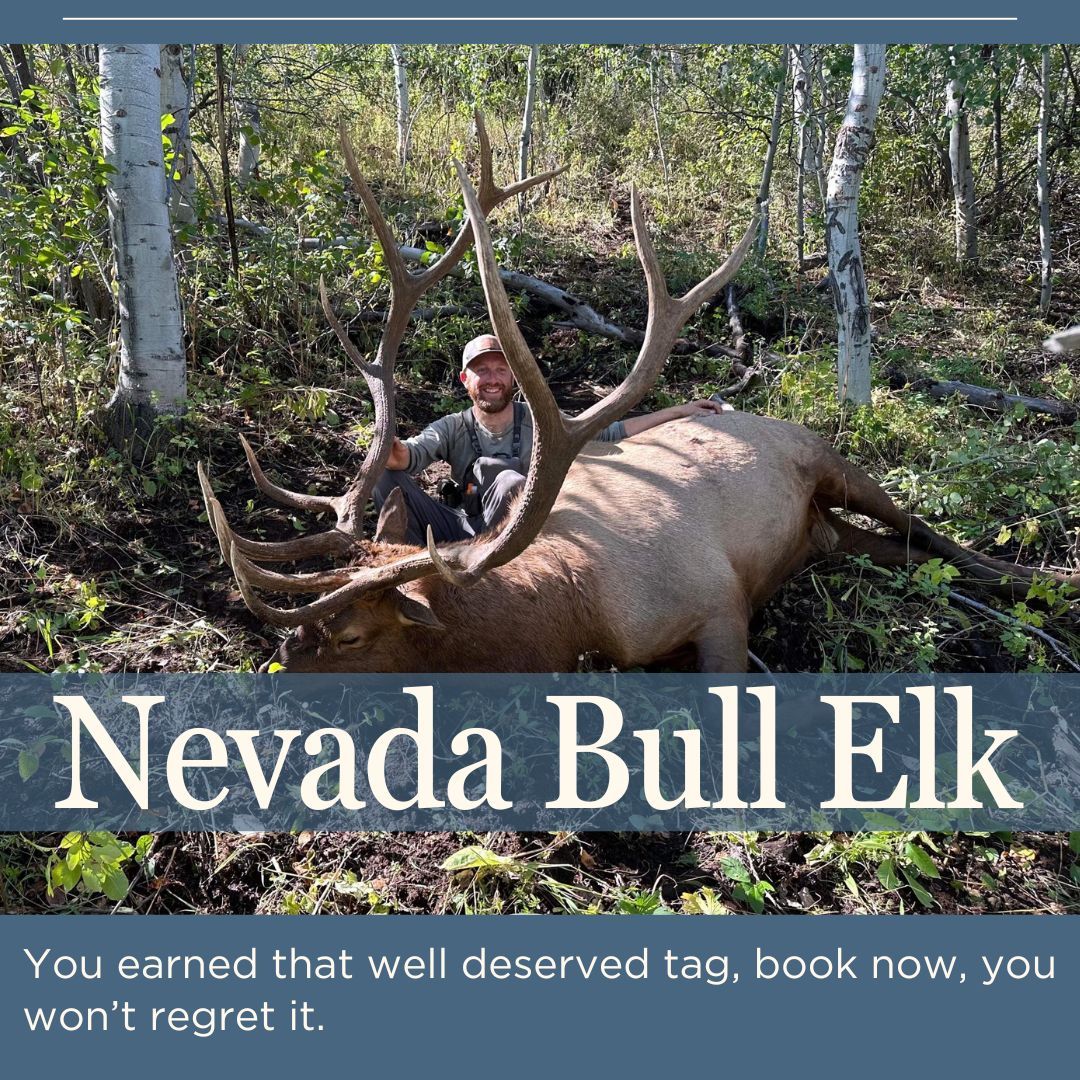 Nevada bull elk hunt