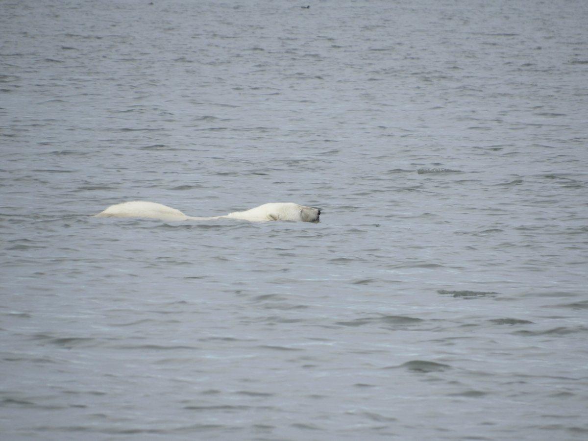 polar bear on Barter Island - 1.jpeg