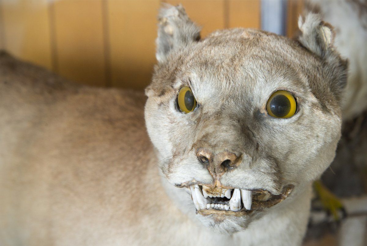 poor taxidermy.jpg