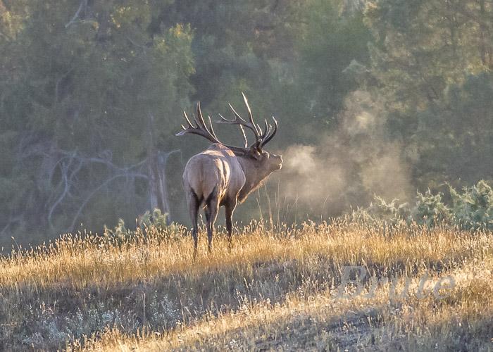 Rocky Mt. Elk September2019 a-0407.jpg