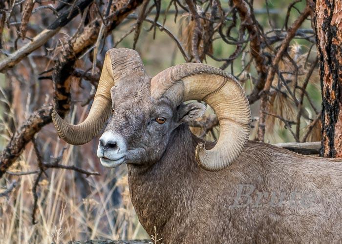 Sheep September 2019 a-0936-2.JPG