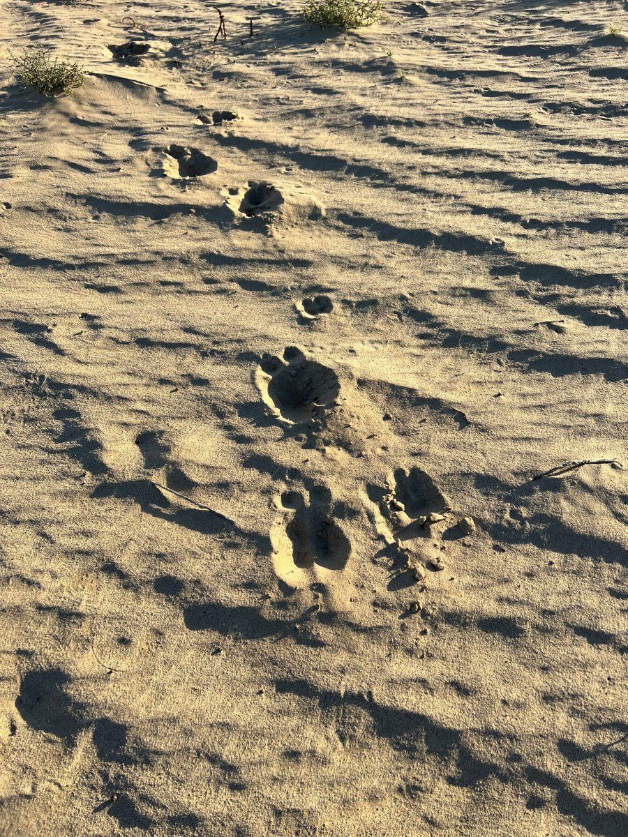 tracks in sand.jpg