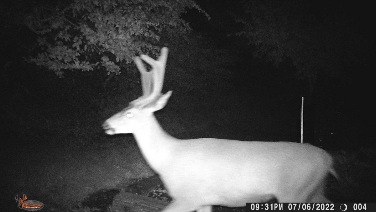 trailcamera3.JPG