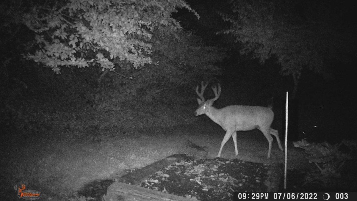 trailcamera4.JPG