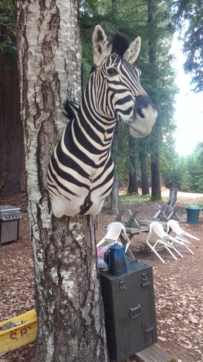 Zebra Mount.jpg
