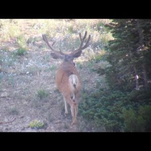 Taker Bucks Found! - MonsterMuleys.com