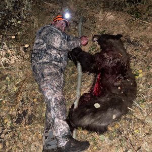 Bear Hunting Fun