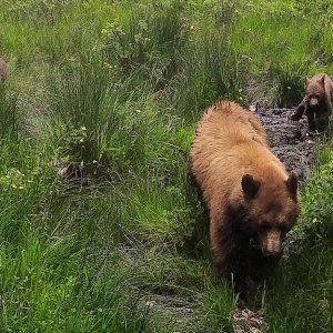 Sow2cubs7Jul21RC.jpg